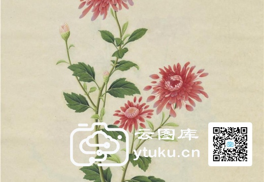 奥地利国家图书馆藏外销画册·花卉果木(辑2)-53