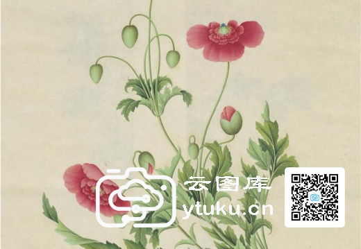 奥地利国家图书馆藏外销画册·花卉果木(辑2)-54 鱼(虞)美人