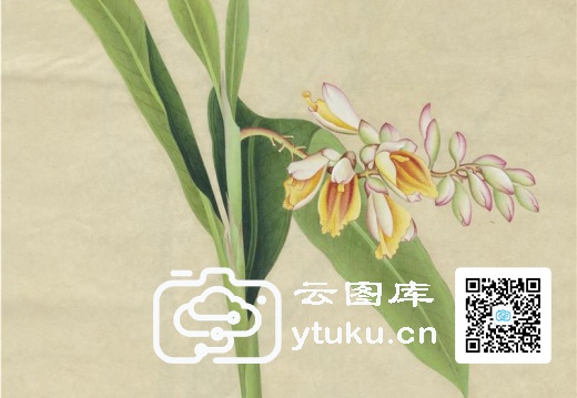 奥地利国家图书馆藏外销画册·花卉果木(辑2)-51 豆扣(蔻)