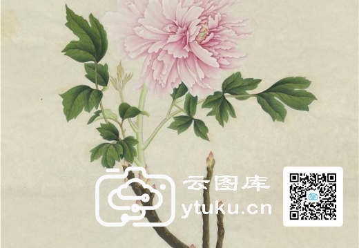 奥地利国家图书馆藏外销画册·花卉果木(辑2)-55 牡丹花