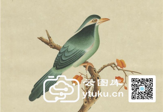 奥地利国家图书馆藏外销画册·花鸟图(辑1)-23