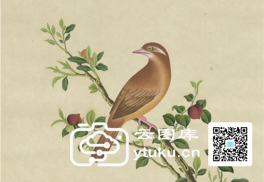 奥地利国家图书馆藏外销画册·花鸟图(辑1)-24