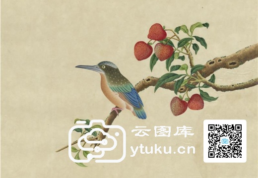 奥地利国家图书馆藏外销画册·花鸟图(辑1)-22