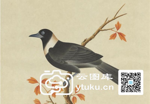 奥地利国家图书馆藏外销画册·花鸟图(辑1)-28