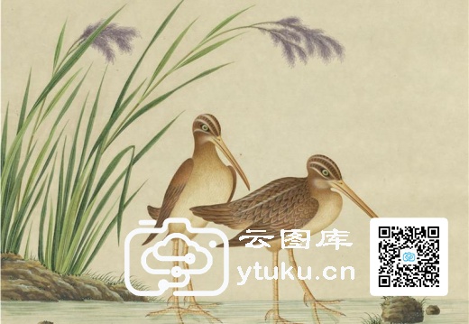 奥地利国家图书馆藏外销画册·花鸟图(辑1)-27