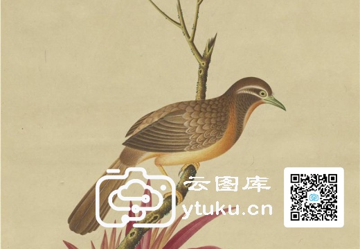 奥地利国家图书馆藏外销画册·花鸟图(辑1)-26