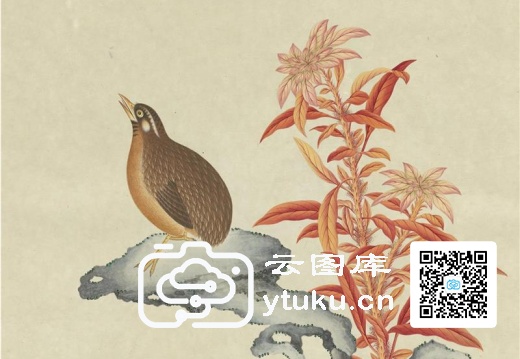 奥地利国家图书馆藏外销画册·花鸟图(辑1)-29