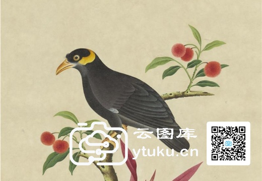 奥地利国家图书馆藏外销画册·花鸟图(辑1)-31