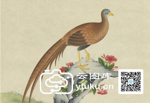 奥地利国家图书馆藏外销画册·花鸟图(辑1)-30