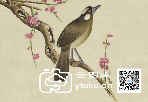 奥地利国家图书馆藏外销画册·花鸟图(辑1)-33