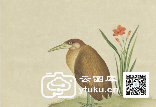 奥地利国家图书馆藏外销画册·花鸟图(辑1)-35