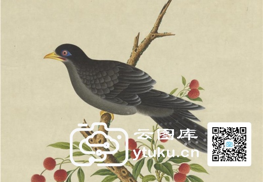 奥地利国家图书馆藏外销画册·花鸟图(辑1)-36