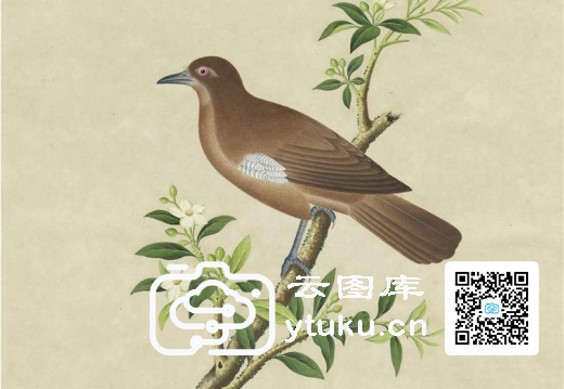 奥地利国家图书馆藏外销画册·花鸟图(辑1)-37