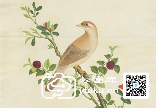 奥地利国家图书馆藏外销画册·花鸟图(辑2)-37