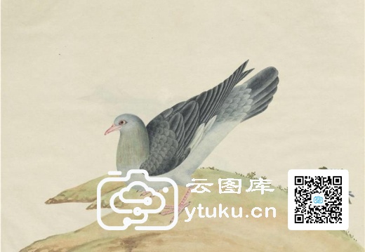 奥地利国家图书馆藏外销画册·花鸟图(辑2)-41