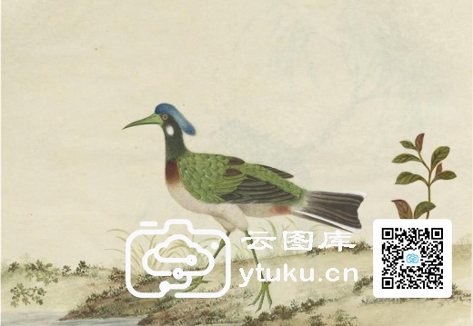 奥地利国家图书馆藏外销画册·花鸟图(辑2)-43