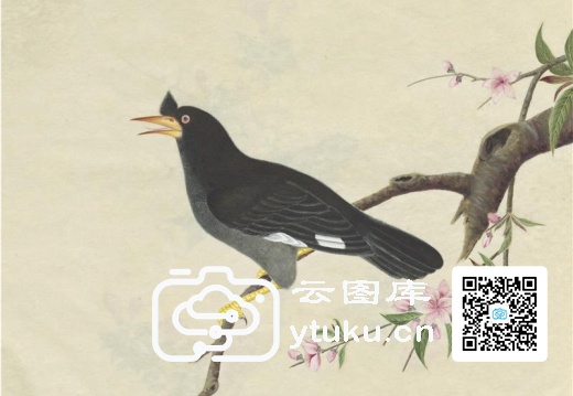 奥地利国家图书馆藏外销画册·花鸟图(辑2)-48