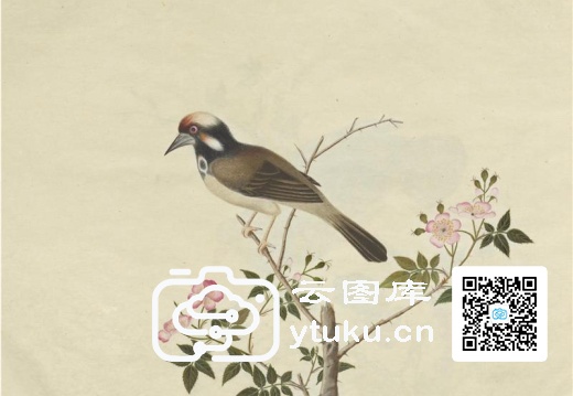 奥地利国家图书馆藏外销画册·花鸟图(辑2)-46