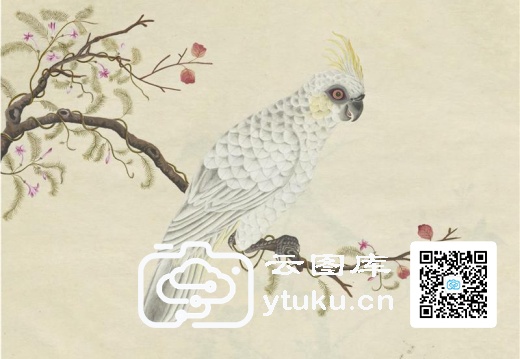 奥地利国家图书馆藏外销画册·花鸟图(辑2)-45