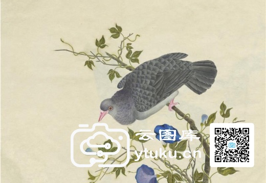 奥地利国家图书馆藏外销画册·花鸟图(辑2)-47