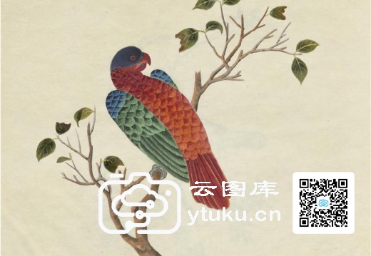 奥地利国家图书馆藏外销画册·花鸟图(辑2)-51