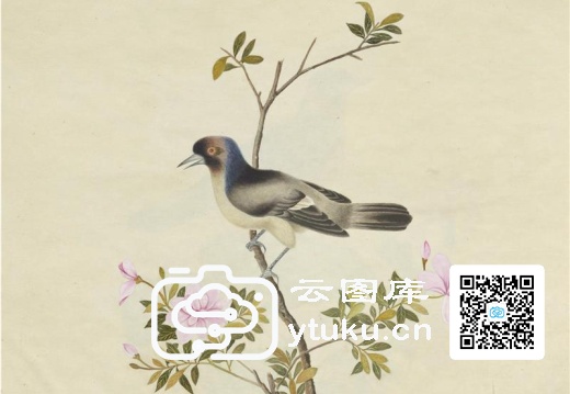 奥地利国家图书馆藏外销画册·花鸟图(辑2)-52