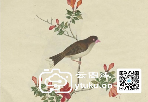 奥地利国家图书馆藏外销画册·花鸟图(辑2)-49