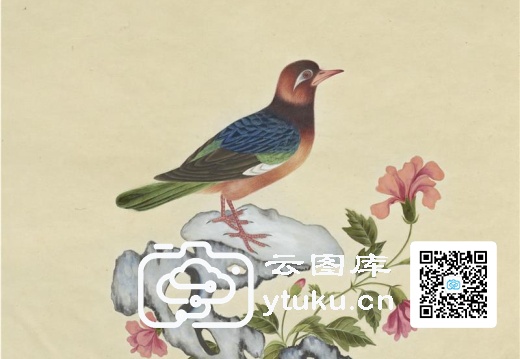 奥地利国家图书馆藏外销画册·花鸟图(辑2)-53