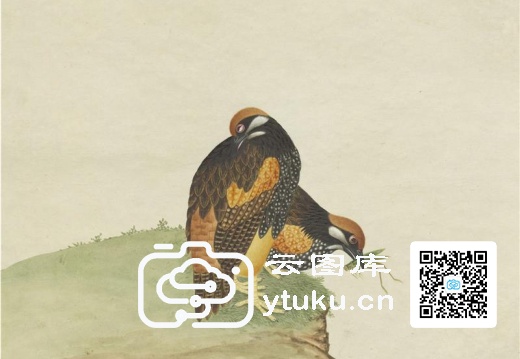 奥地利国家图书馆藏外销画册·花鸟图(辑2)-54