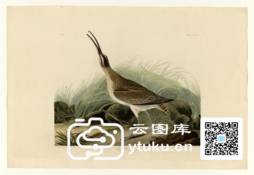 詹姆斯·奥杜邦手绘美国鸟类(The Birds of America)