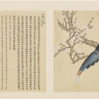 鸟谱(册1)-13 山鹧