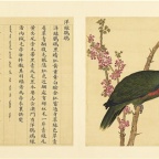 鸟谱(册2)-4 洋绿鹦鹉