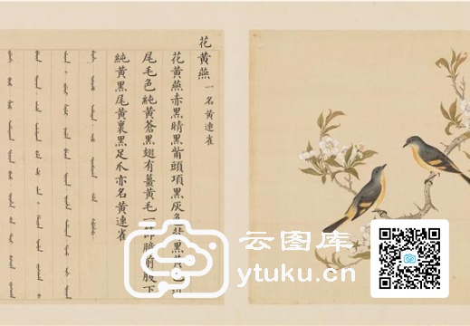 鸟普（余省绘）