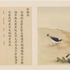 鸟谱(册4)-11 白头郎