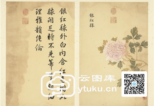 墨妙珠林(未册)·牡丹二十四品图-11 银红球