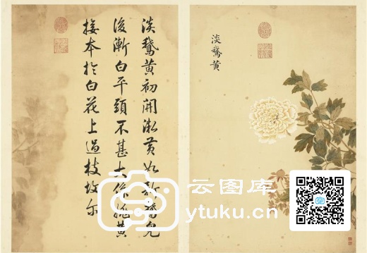 墨妙珠林(未册)·牡丹二十四品图-10 淡鹅黄