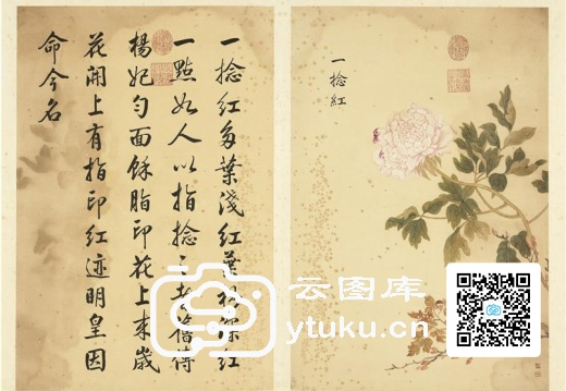 墨妙珠林(未册)·牡丹二十四品图-16 一捻红