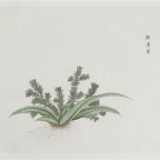 各样药材图册-409