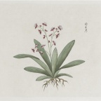 各样药材图册-1190