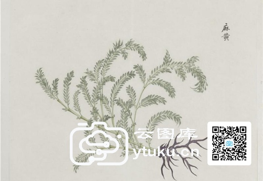 各样药材图册-1191