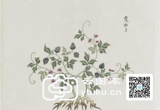 各样药材图册-1192