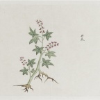 各样药材图册-1194