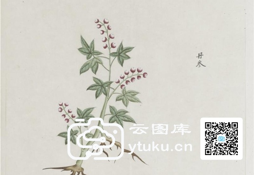 各样药材图册-1194