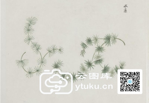 各样药材图册-1195