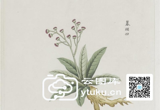 各样药材图册-1196