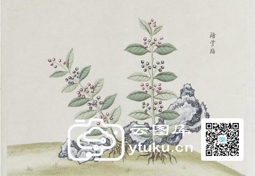 各样药材图册-1198