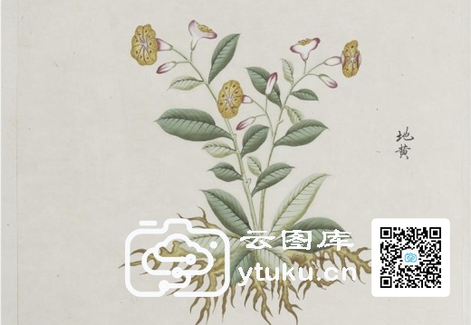 各样药材图册-1199