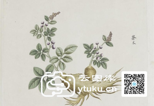 各样药材图册-1200