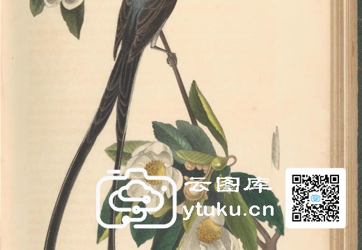 The Birds of America from Drawin