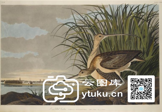 The Birds of America, Plate #231